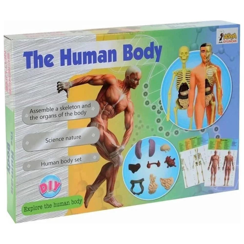 Asya Oyuncak Maket Vücut Seti 00926-3302